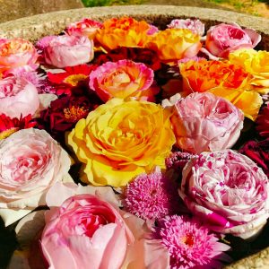 おだい公園、バラ、5月の夏の花、愛知県知多郡東浦の観光・撮影スポットの画像と写真
