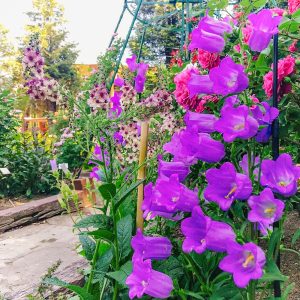 おだい公園、5月の夏の花、愛知県知多郡東浦の観光・撮影スポットの画像と写真