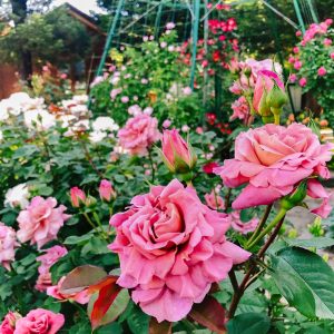 おだい公園、バラ、5月の夏の花、愛知県知多郡東浦の観光・撮影スポットの画像と写真