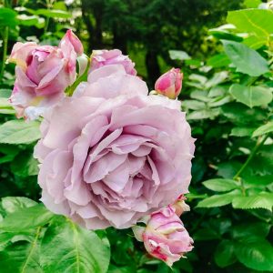 おだい公園、バラ、5月の夏の花、愛知県知多郡東浦の観光・撮影スポットの画像と写真