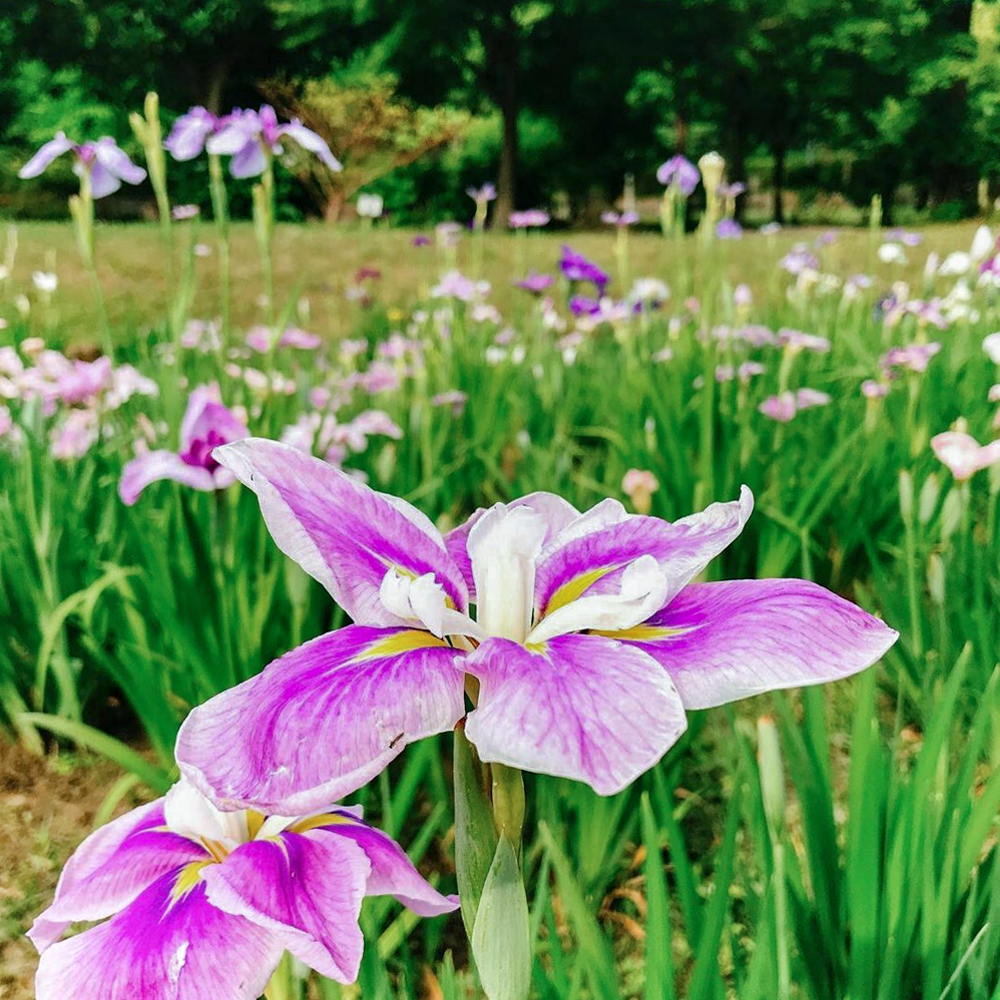 おだい公園、花しょうぶ、6月夏の花、愛知県知多郡東浦町の観光・撮影スポットの画像と写真