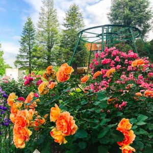 おだい公園、バラ、5月の夏の花、愛知県知多郡東浦の観光・撮影スポットの画像と写真
