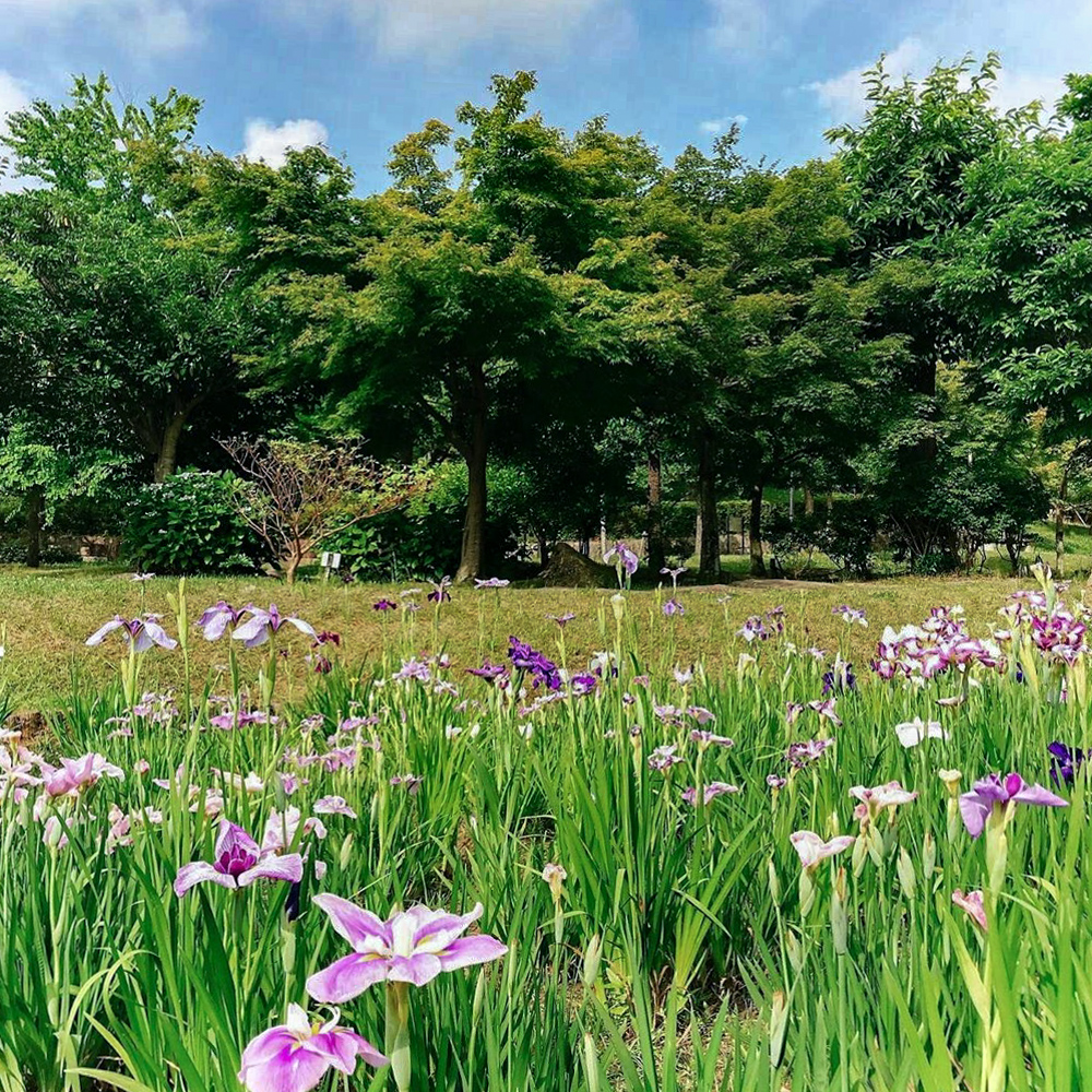 おだい公園、花しょうぶ、6月夏の花、愛知県知多郡東浦町の観光・撮影スポットの画像と写真