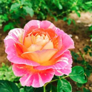 おだい公園、バラ、5月の夏の花、愛知県知多郡東浦の観光・撮影スポットの画像と写真
