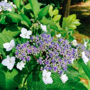 おだい公園、あじさい、6月夏の花、愛知県知多郡東浦町の観光・撮影スポットの画像と写真