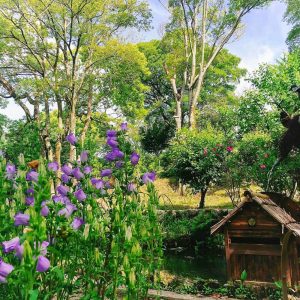 おだい公園、5月の夏の花、愛知県知多郡東浦の観光・撮影スポットの画像と写真