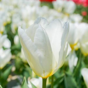 奥殿陣屋、チューリップ、５月夏の花、愛知県岡崎市の観光・撮影スポットの画像と写真