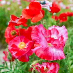 奥殿陣屋、ポピー、５月夏の花、愛知県岡崎市の観光・撮影スポットの画像と写真