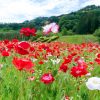 奥殿陣屋、ポピー、５月夏の花、愛知県岡崎市の観光・撮影スポットの画像と写真