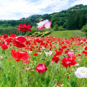 奥殿陣屋、ポピー、５月夏の花、愛知県岡崎市の観光・撮影スポットの画像と写真