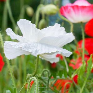 奥殿陣屋、ポピー、５月夏の花、愛知県岡崎市の観光・撮影スポットの画像と写真