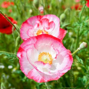 奥殿陣屋、ポピー、５月夏の花、愛知県岡崎市の観光・撮影スポットの画像と写真