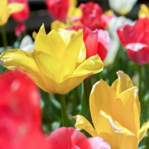 奥殿陣屋、チューリップ、５月夏の花、愛知県岡崎市の観光・撮影スポットの画像と写真