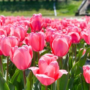 奥殿陣屋、チューリップ、５月夏の花、愛知県岡崎市の観光・撮影スポットの画像と写真
