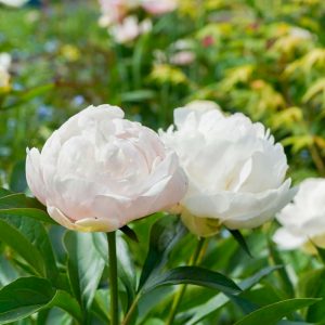 奥殿陣屋、バラ、５月夏の花、愛知県岡崎市の観光・撮影スポットの画像と写真