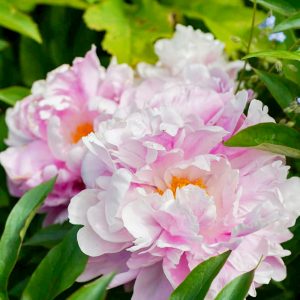 奥殿陣屋、バラ、５月夏の花、愛知県岡崎市の観光・撮影スポットの画像と写真