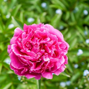 奥殿陣屋、バラ、５月夏の花、愛知県岡崎市の観光・撮影スポットの画像と写真