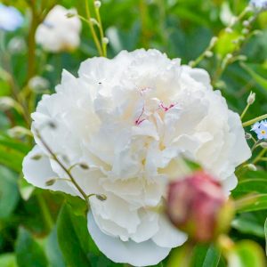 奥殿陣屋、バラ、５月夏の花、愛知県岡崎市の観光・撮影スポットの画像と写真