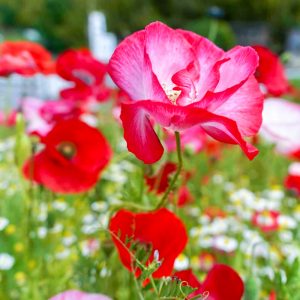 奥殿陣屋、ポピー、５月夏の花、愛知県岡崎市の観光・撮影スポットの画像と写真