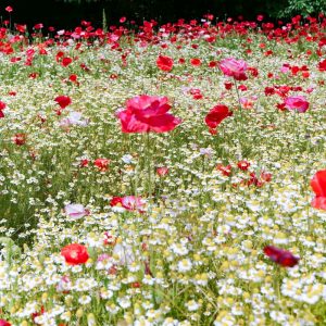 奥殿陣屋、ポピー、５月夏の花、愛知県岡崎市の観光・撮影スポットの画像と写真