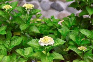 音楽寺、あじさい、6月夏の花、愛知県江南市の観光・撮影スポットの画像と写真