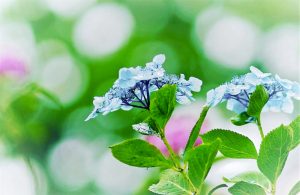 音楽寺、あじさい、6月夏の花、愛知県江南市の観光・撮影スポットの画像と写真