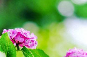 音楽寺、あじさい、6月夏の花、愛知県江南市の観光・撮影スポットの画像と写真