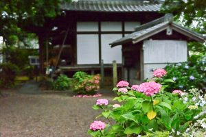 音楽寺、あじさい、6月夏の花、愛知県江南市の観光・撮影スポットの画像と写真