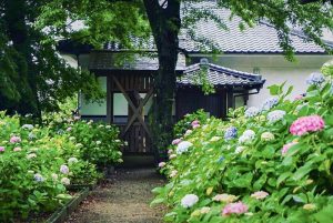 音楽寺、あじさい、6月夏の花、愛知県江南市の観光・撮影スポットの画像と写真