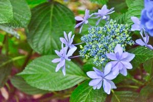 音楽寺、あじさい、6月夏の花、愛知県江南市の観光・撮影スポットの画像と写真