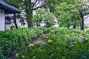 音楽寺、あじさい、6月夏の花、愛知県江南市の観光・撮影スポットの画像と写真