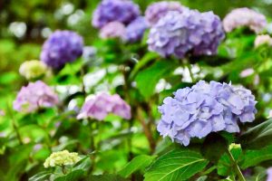 音楽寺、あじさい、6月夏の花、愛知県江南市の観光・撮影スポットの画像と写真