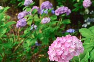 音楽寺、あじさい、6月夏の花、愛知県江南市の観光・撮影スポットの画像と写真