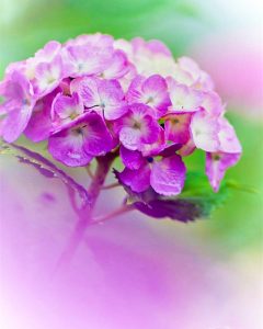 音楽寺、あじさい、6月夏の花、愛知県江南市の観光・撮影スポットの画像と写真