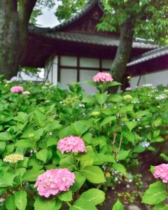 音楽寺、あじさい、6月夏の花、愛知県江南市の観光・撮影スポットの画像と写真