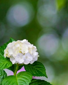 音楽寺、あじさい、6月夏の花、愛知県江南市の観光・撮影スポットの画像と写真