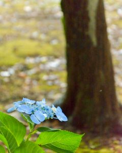 音楽寺、あじさい、6月夏の花、愛知県江南市の観光・撮影スポットの画像と写真