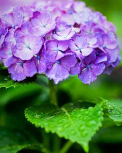 音楽寺、あじさい、6月夏の花、愛知県江南市の観光・撮影スポットの画像と写真