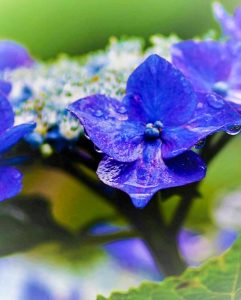 音楽寺、あじさい、6月夏の花、愛知県江南市の観光・撮影スポットの画像と写真