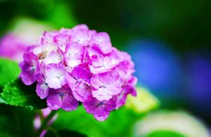音楽寺、あじさい、6月夏の花、愛知県江南市の観光・撮影スポットの画像と写真