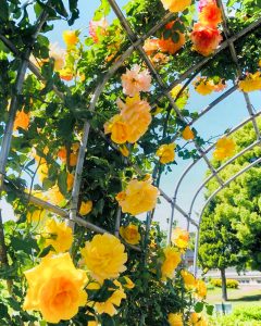 大池公園、バラ、5月夏の花、愛知県東海市の観光・撮影スポットの画像と写真