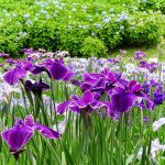 大池公園、花しょうぶ、6月夏の花、愛知県東海市の観光・撮影スポットの画像と写真