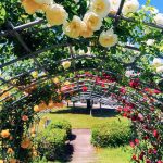 大池公園、バラ、5月夏の花、愛知県東海市の観光・撮影スポットの画像と写真