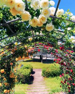 大池公園、バラ、5月夏の花、愛知県東海市の観光・撮影スポットの画像と写真