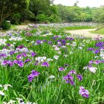 大池公園、花しょうぶ、6月夏の花、愛知県東海市の観光・撮影スポットの画像と写真