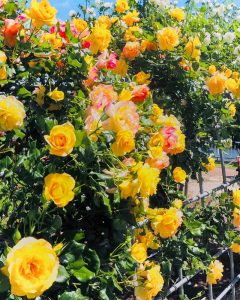 大池公園、バラ、5月夏の花、愛知県東海市の観光・撮影スポットの画像と写真