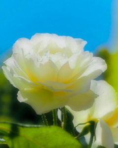 大池公園、バラ、5月夏の花、愛知県東海市の観光・撮影スポットの画像と写真