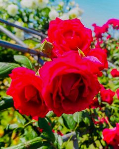 大池公園、バラ、5月夏の花、愛知県東海市の観光・撮影スポットの画像と写真