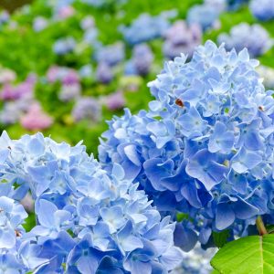 大池公園、あじさい、6月夏の花、愛知県東海市の観光・撮影スポットの画像と写真