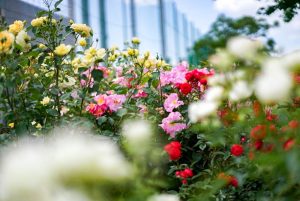 ばら公園いこいの広場、5月夏の花、岐阜県安八郡の観光・撮影スポットの画像と写真